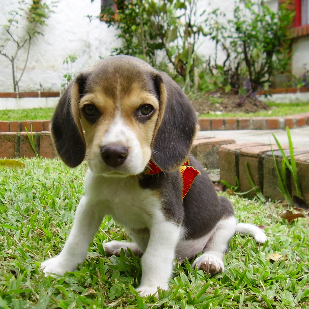 Lost Pet — Boone — beagle mix, red collar